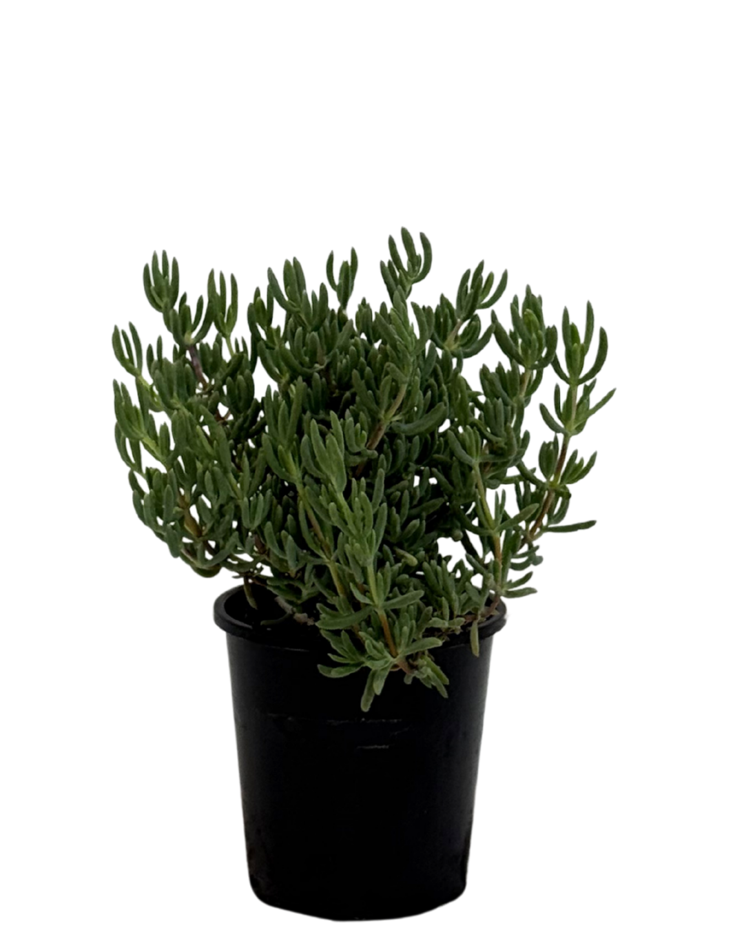 Mesembryanthemum White Sun