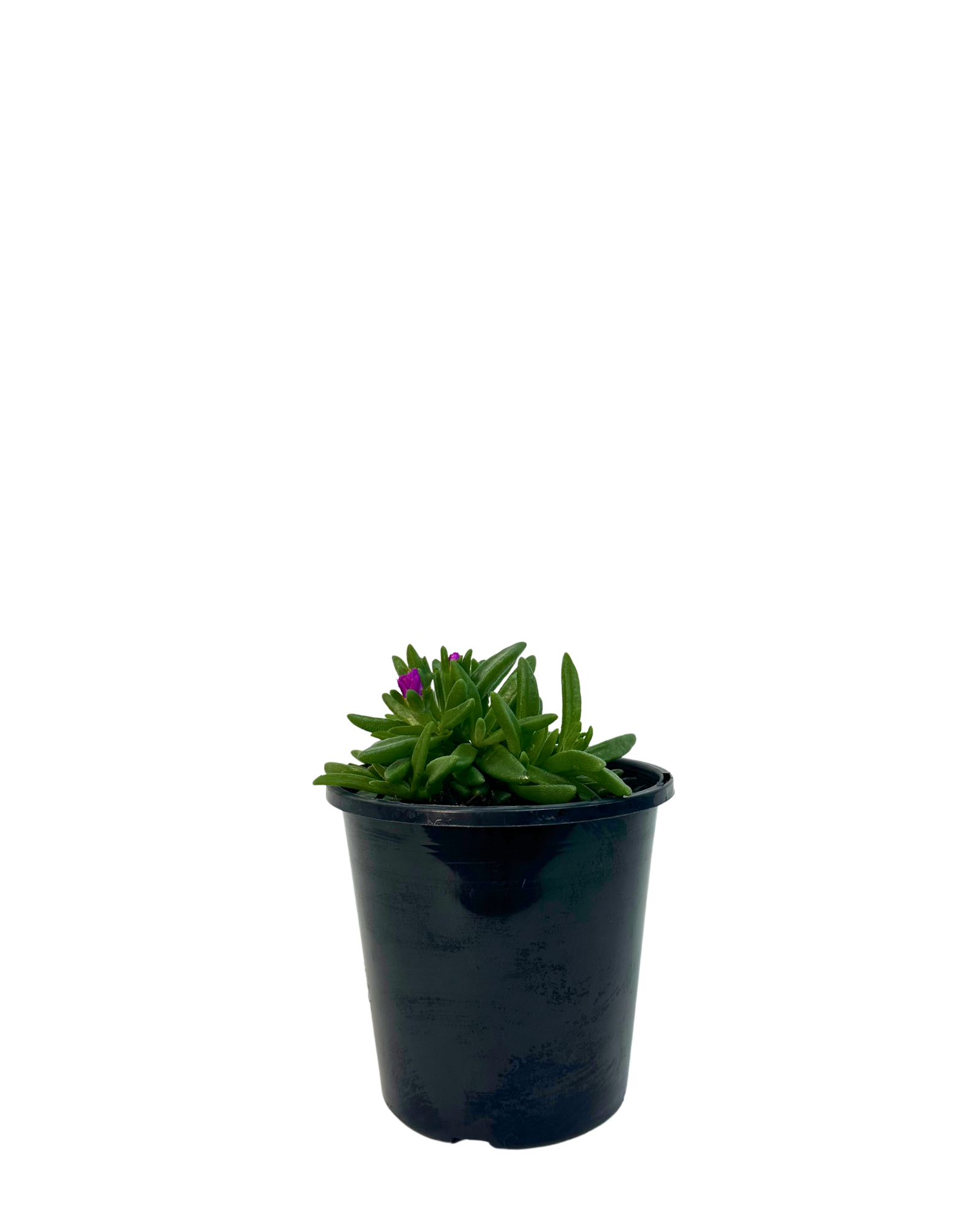 Delosperma Sunset Purple