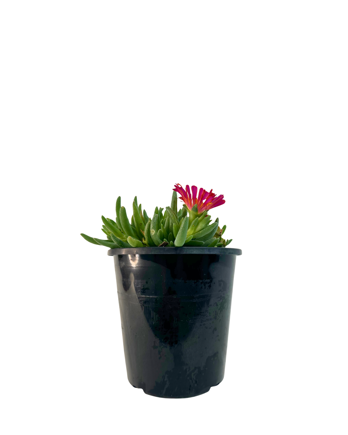 Delosperma Sunset Red