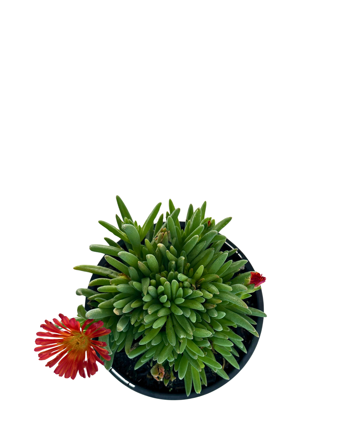 Delosperma Sunset Red