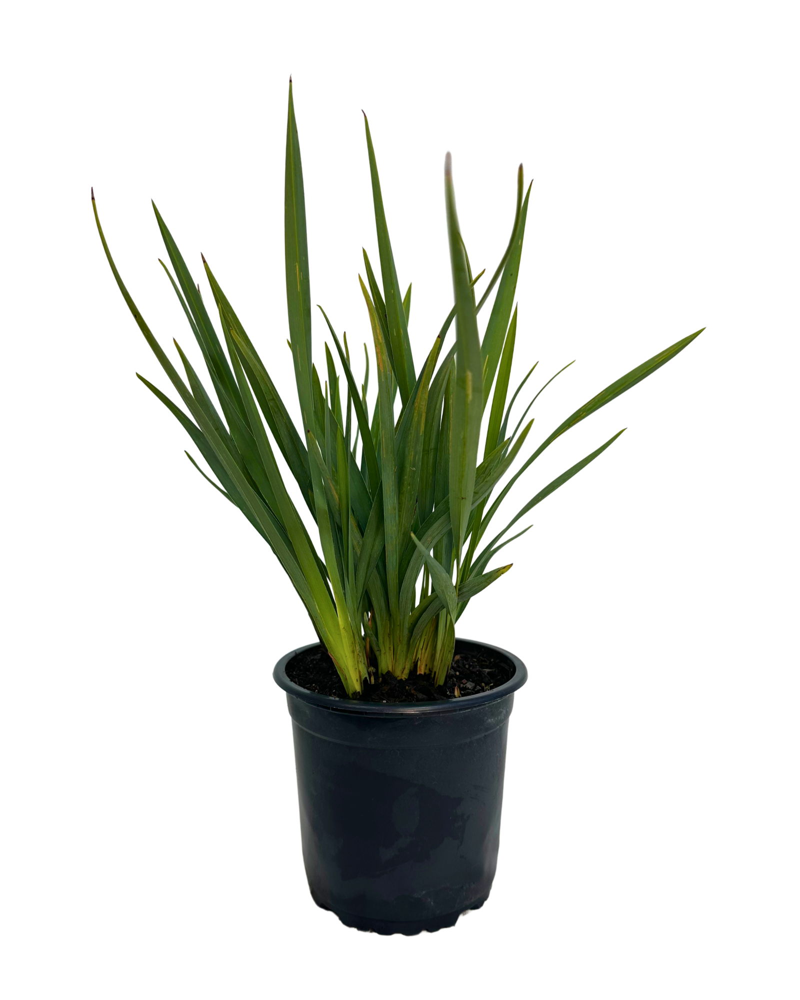Dianella Cassa Blue