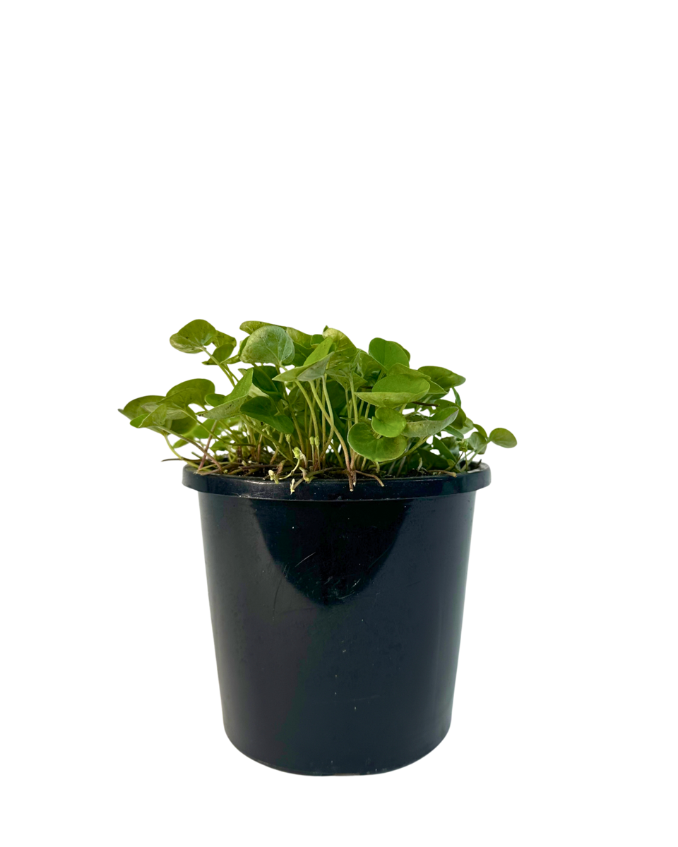 Dichondra Green Surfer
