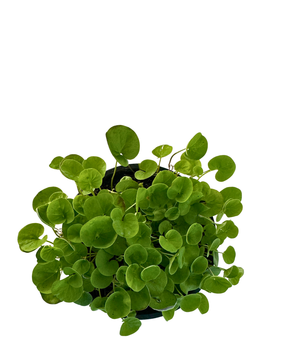 Dichondra Green Surfer