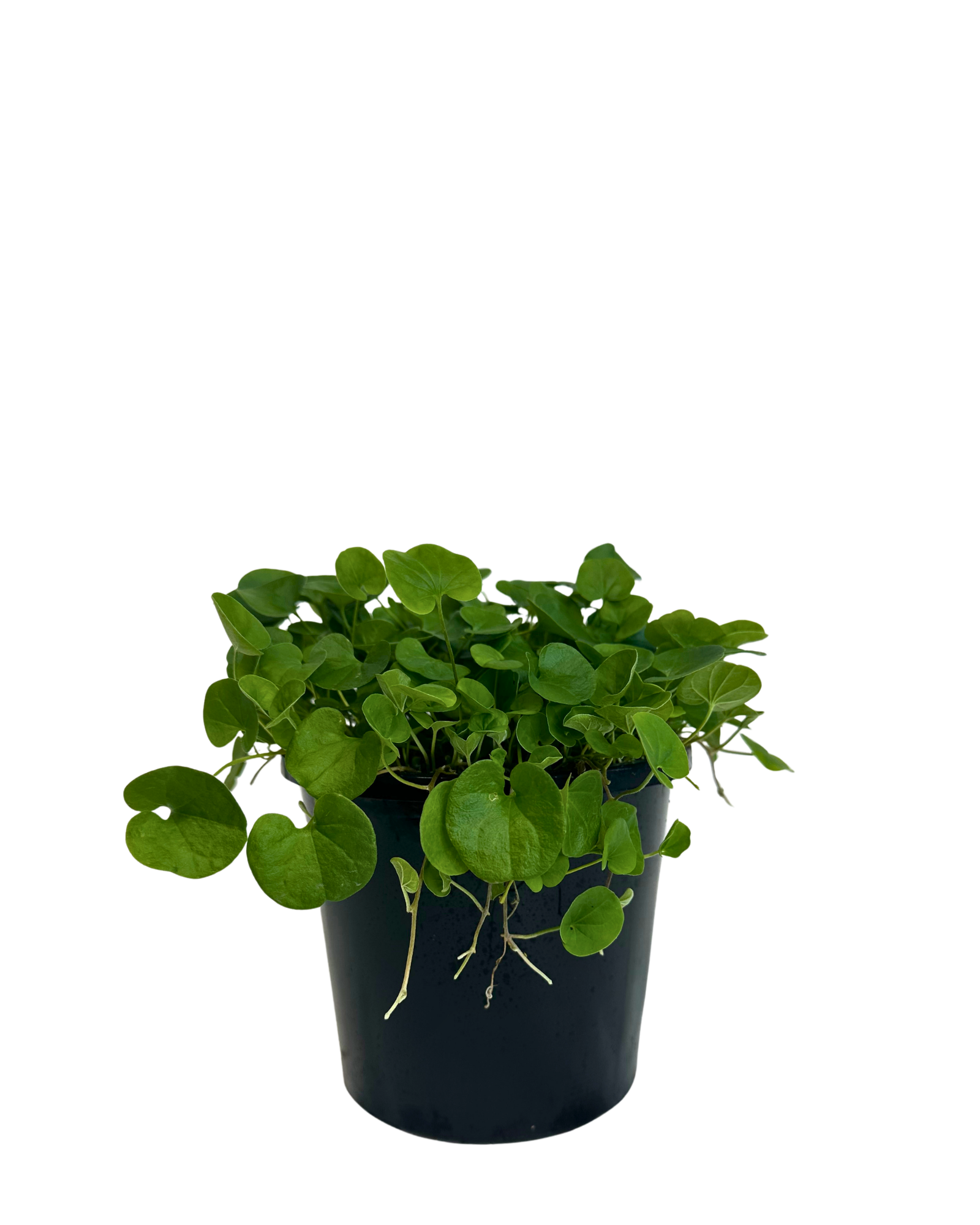 Dichondra Repens