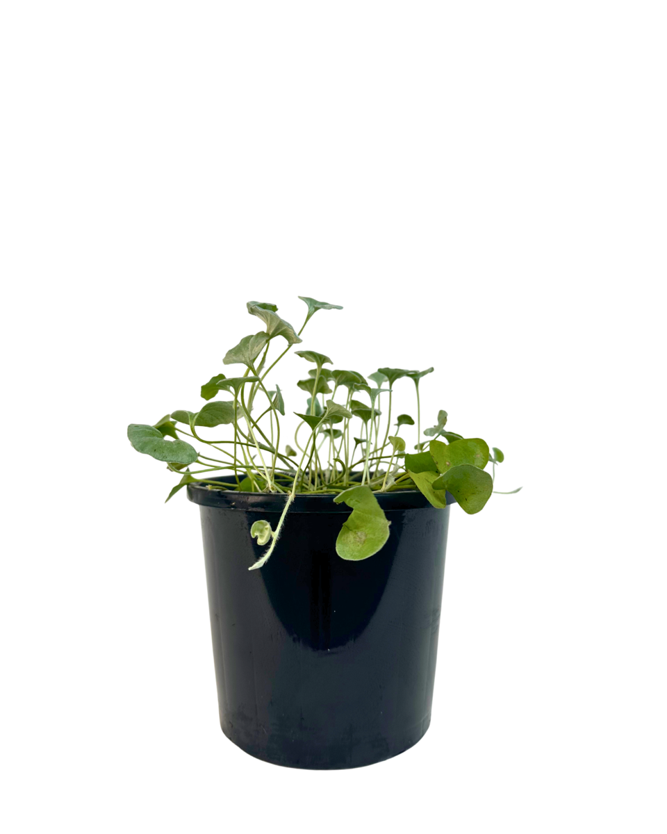 Dichondra Silver Surfer