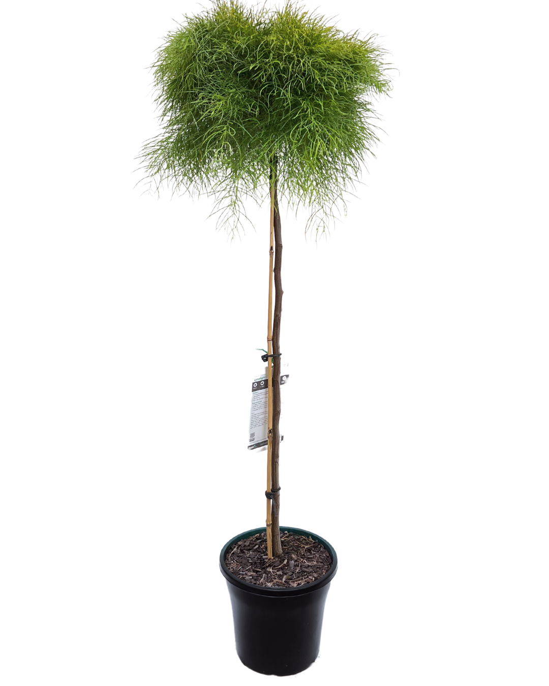 Acacia Cog Limelight Lollipop