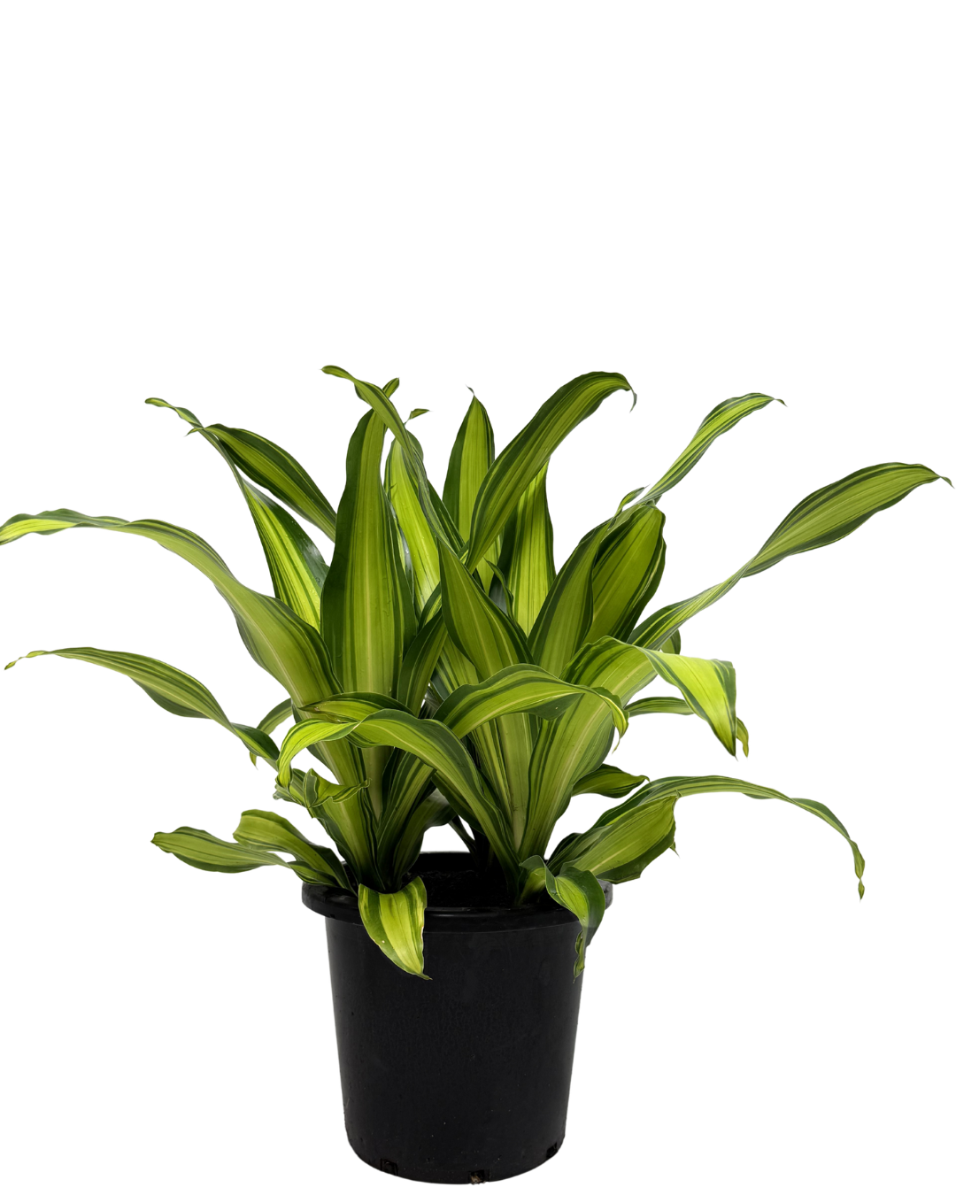 Dracaena Fragrans Marley