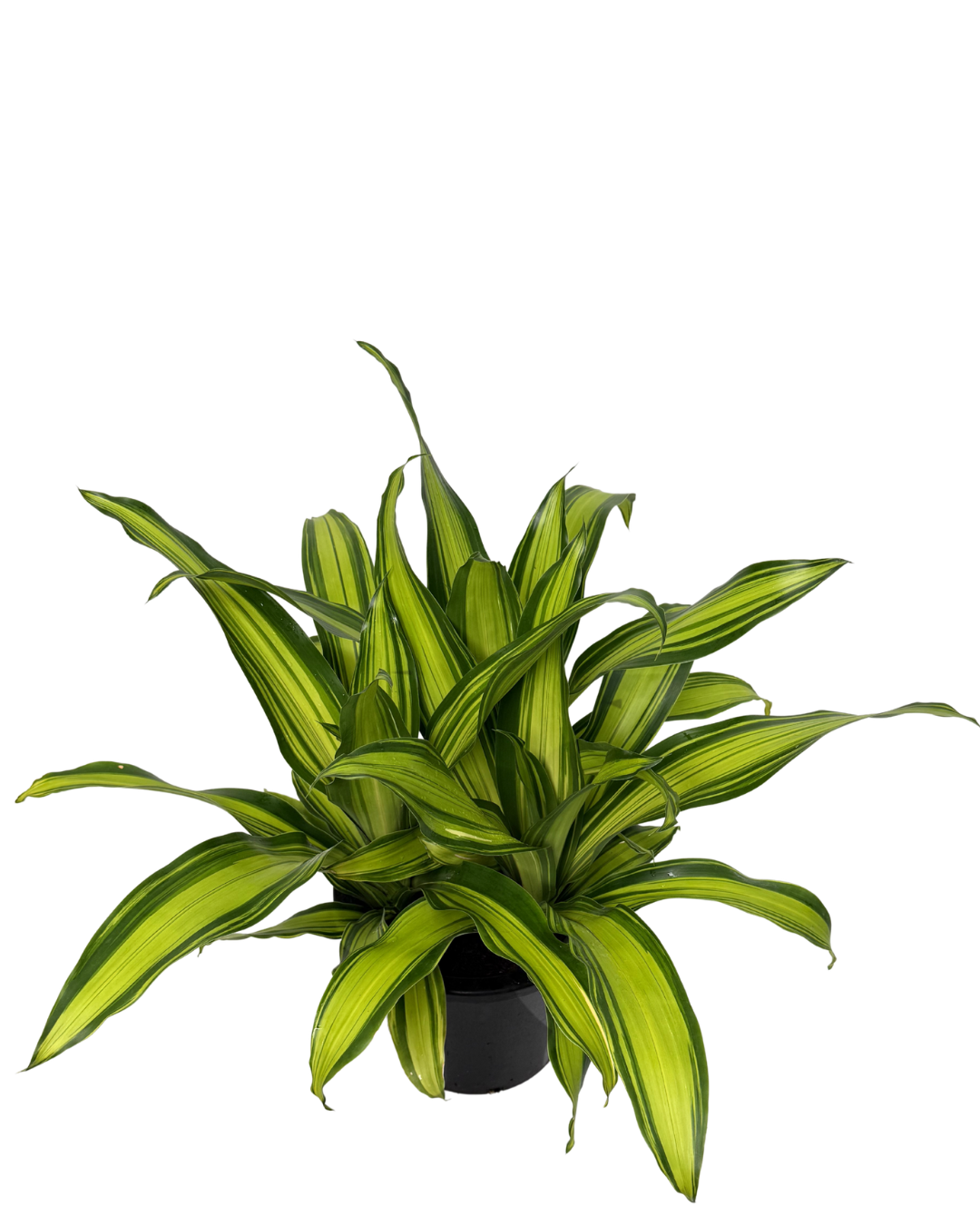 Dracaena Fragrans Marley