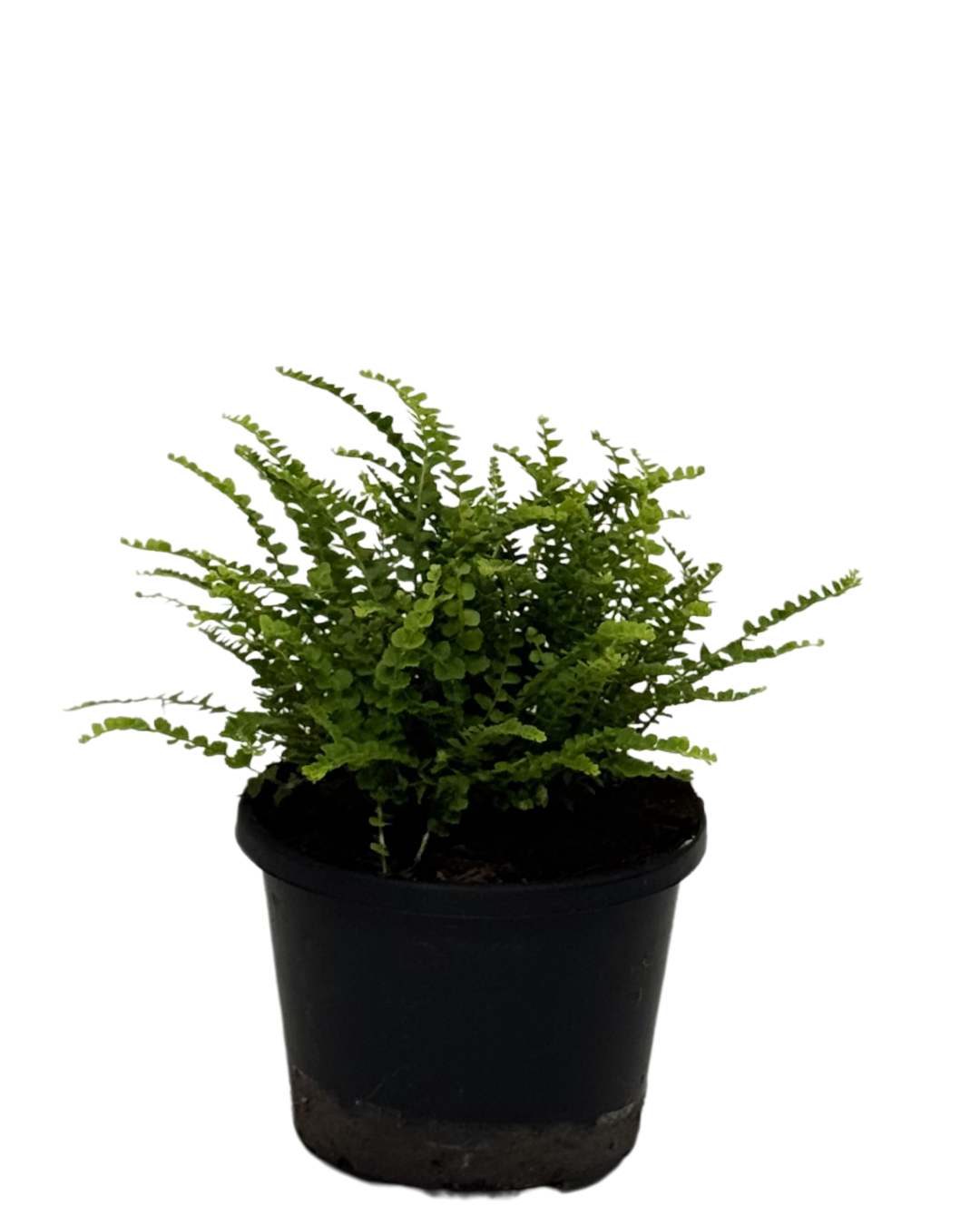 Lemon Button Fern - Nephrolepis Cordifolia Duffii