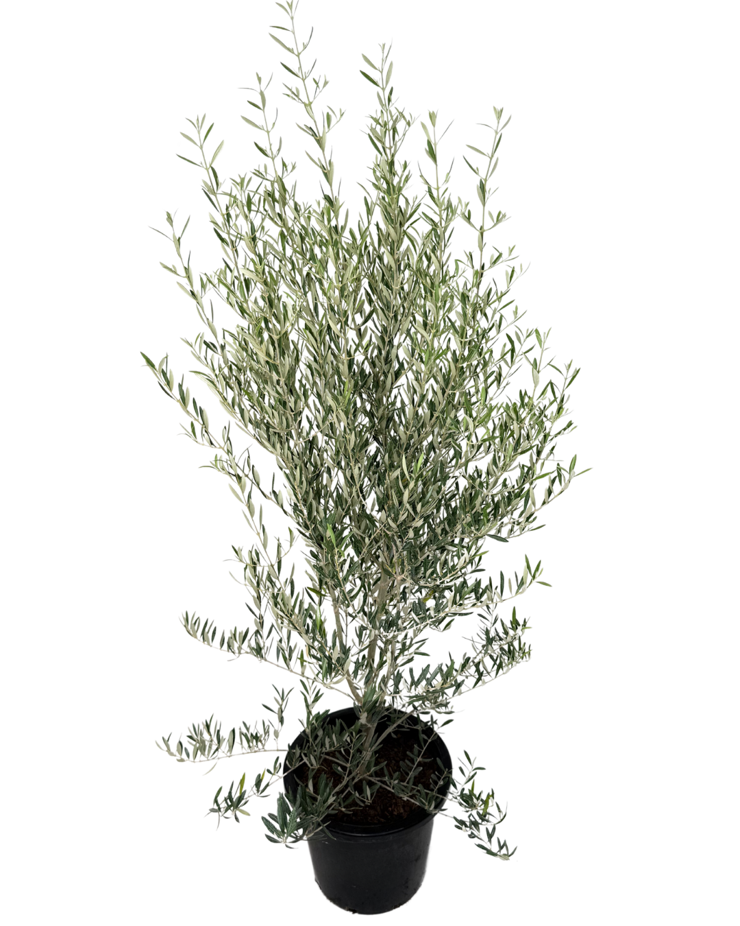 Olive - Olea Peace Dwarf