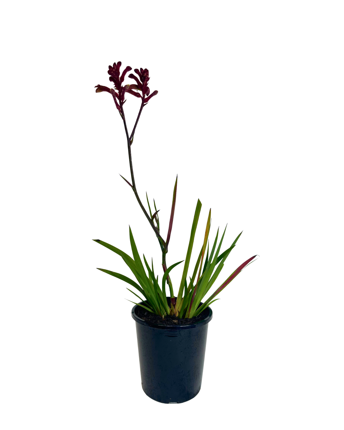Kangaroo Paw - Anigozanthos Bush Elegance