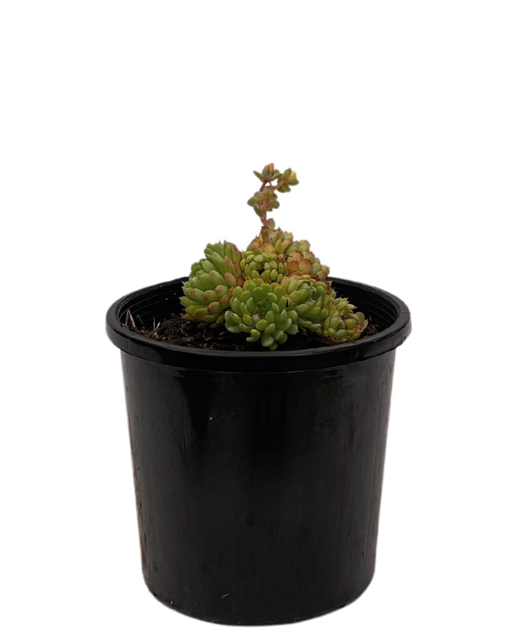 globulosa succulent Echeveria Globulosa | Succulent Perth