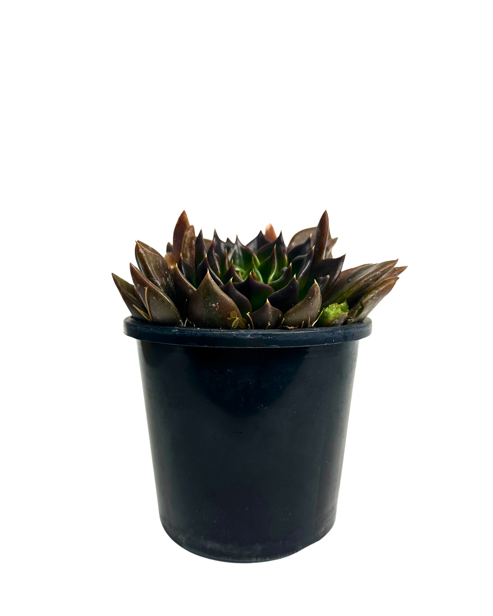 Echeveria Black Prince