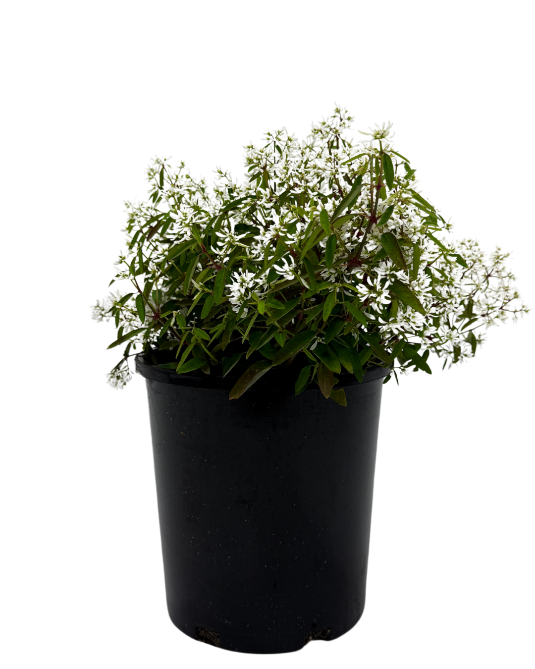 Euphorbia Euphoric White