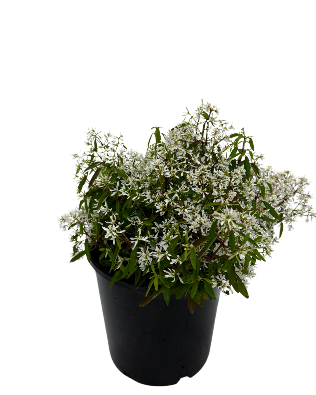 Euphorbia Euphoric White