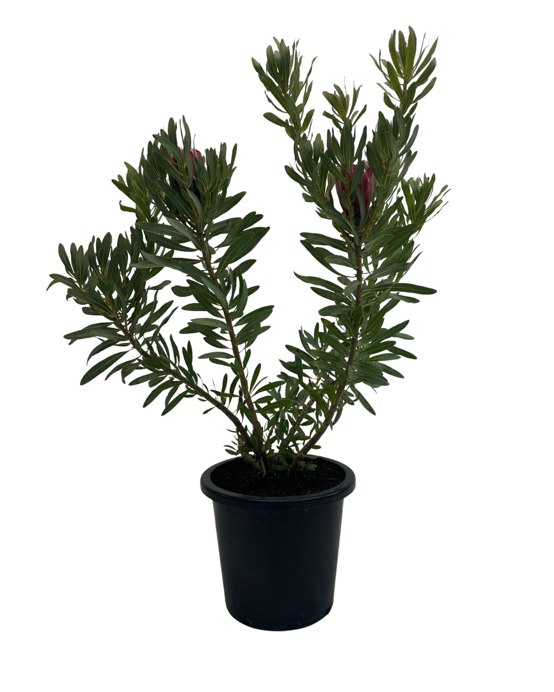 Protea Frosted Fire