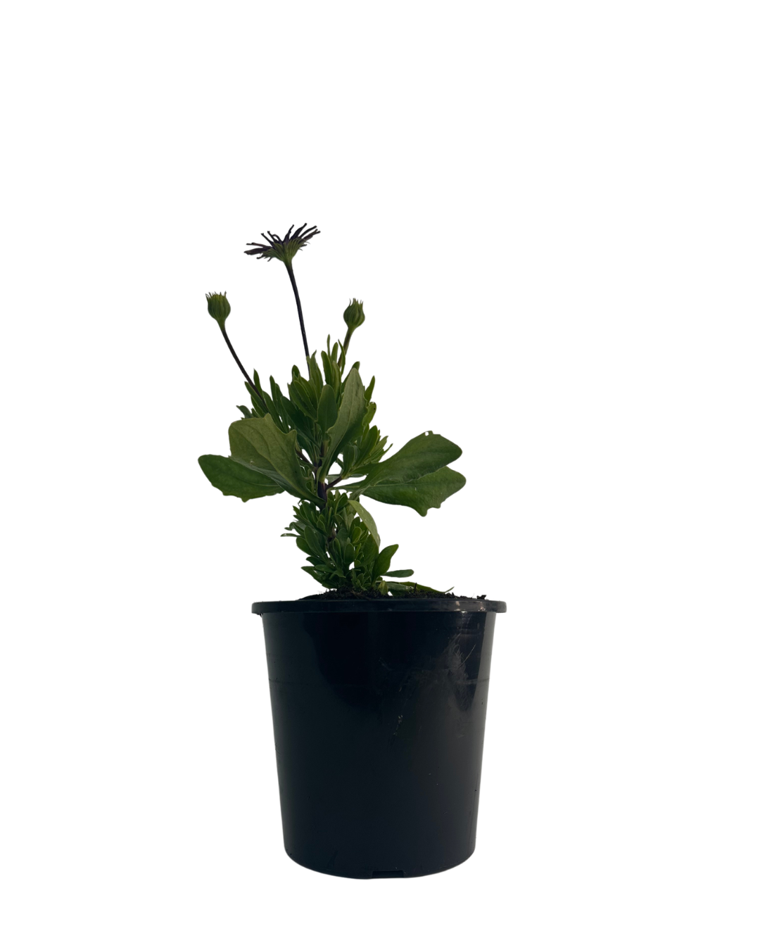 Osteospermum Spider Purple
