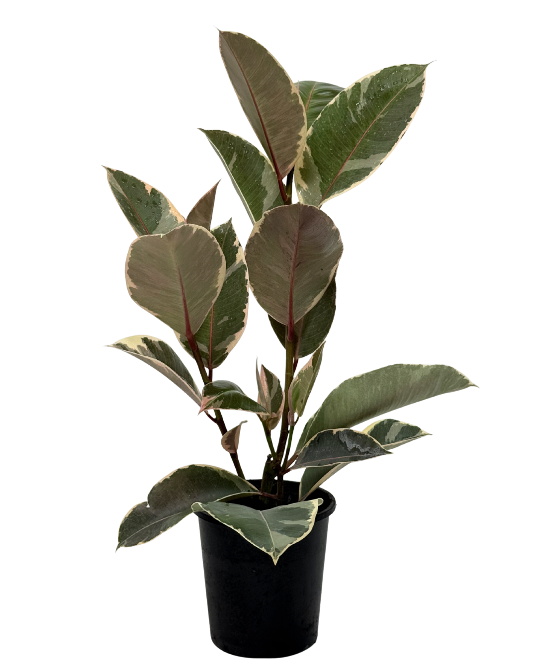 Ficus Tineke
