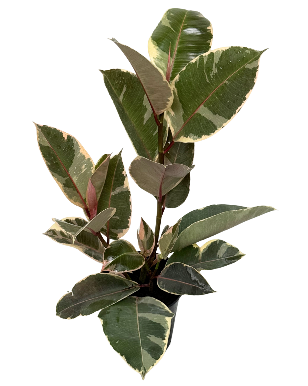 Ficus Tineke