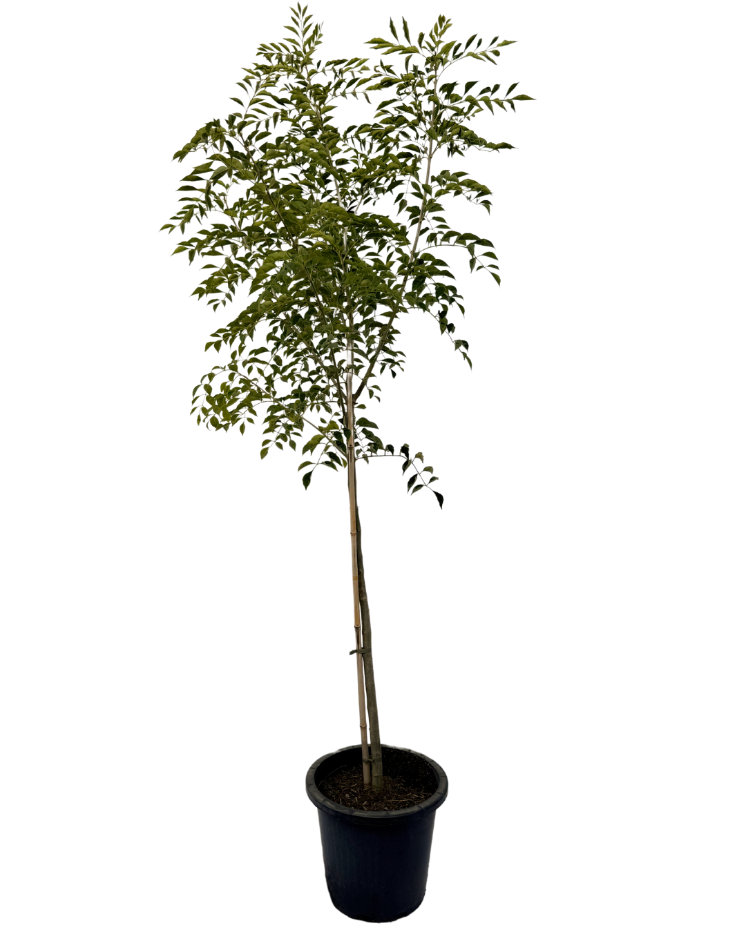 Fraxinus Griffithii