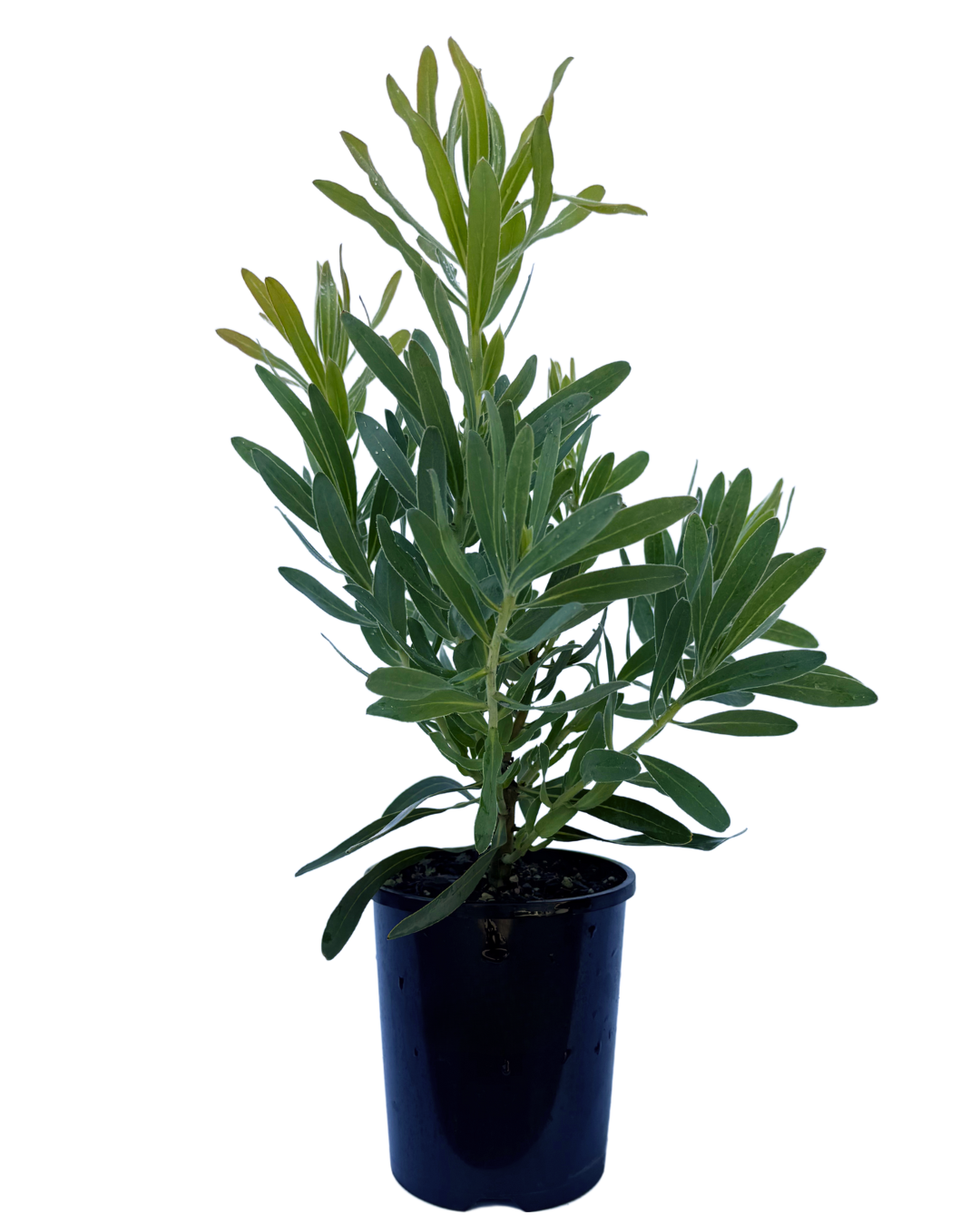 Protea Frosted Fire