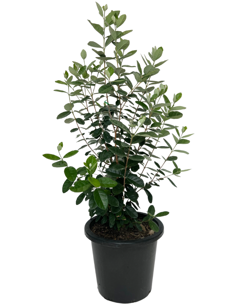 Feijoa Pineapple Guava | Fruit Tree Perth