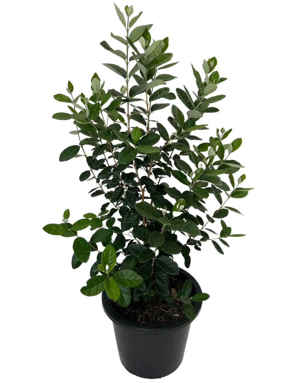 Feijoa Pineapple Guava | Fruit Tree Perth | Waldecks