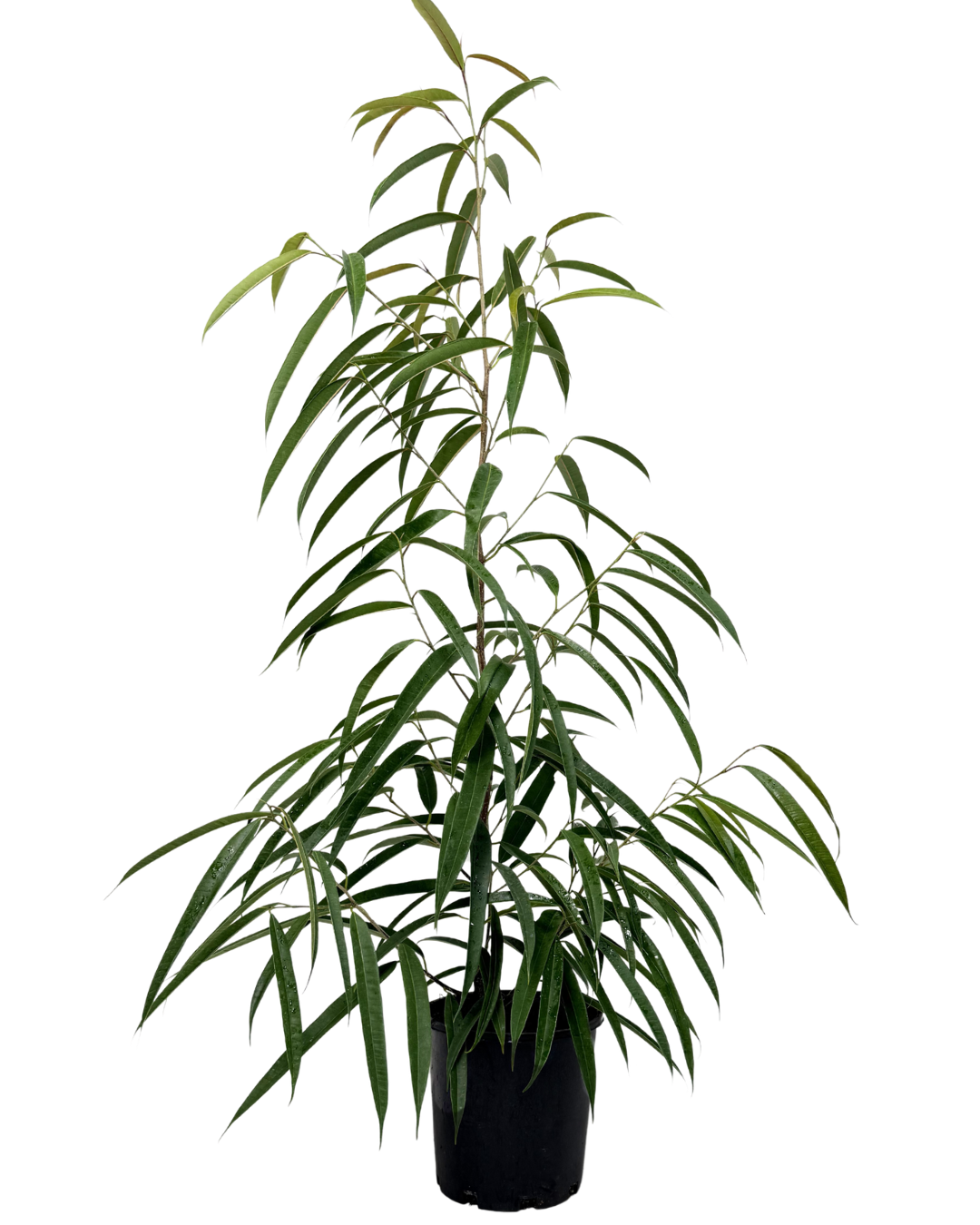 Ficus Alii Petite