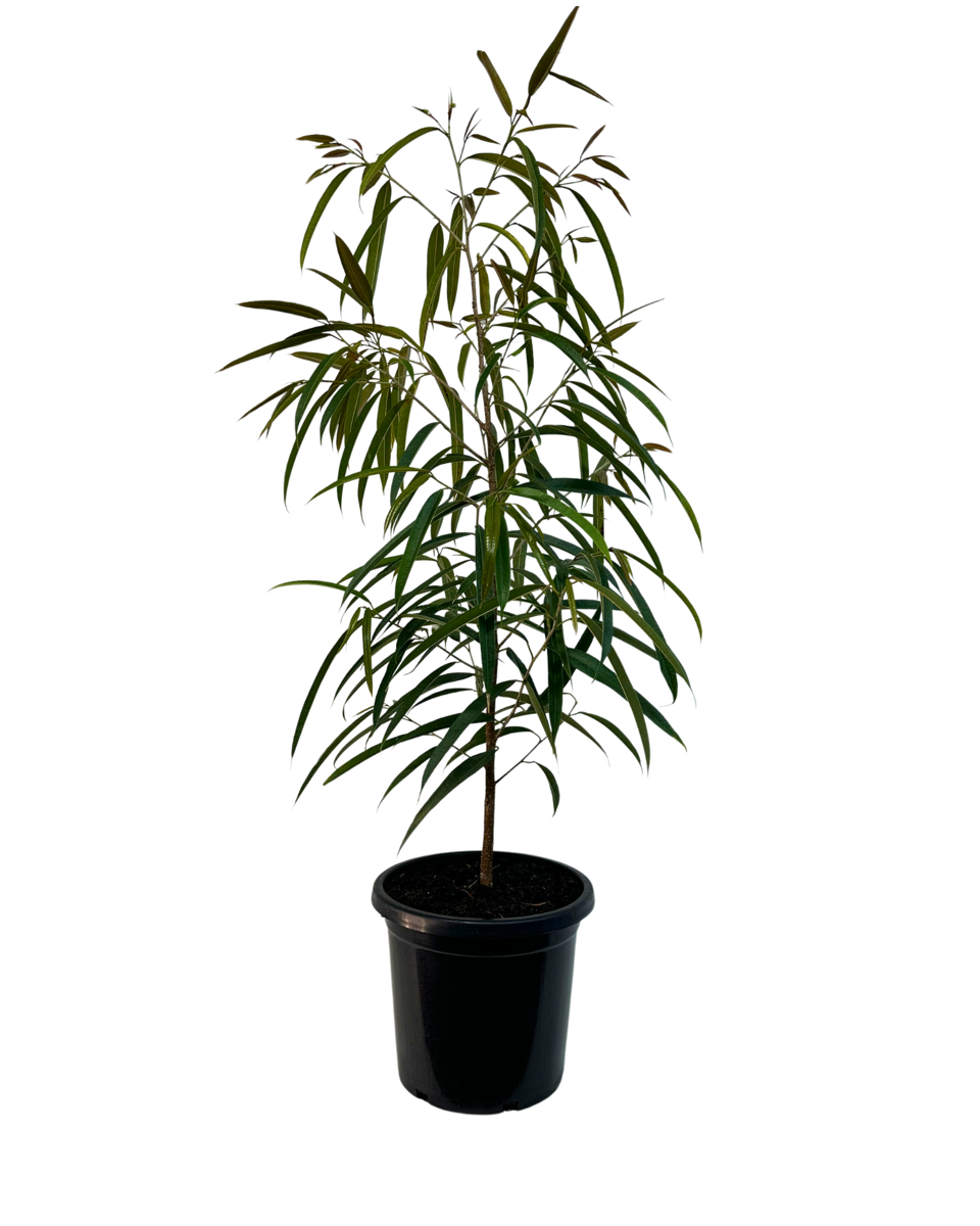 Ficus Alii Petite