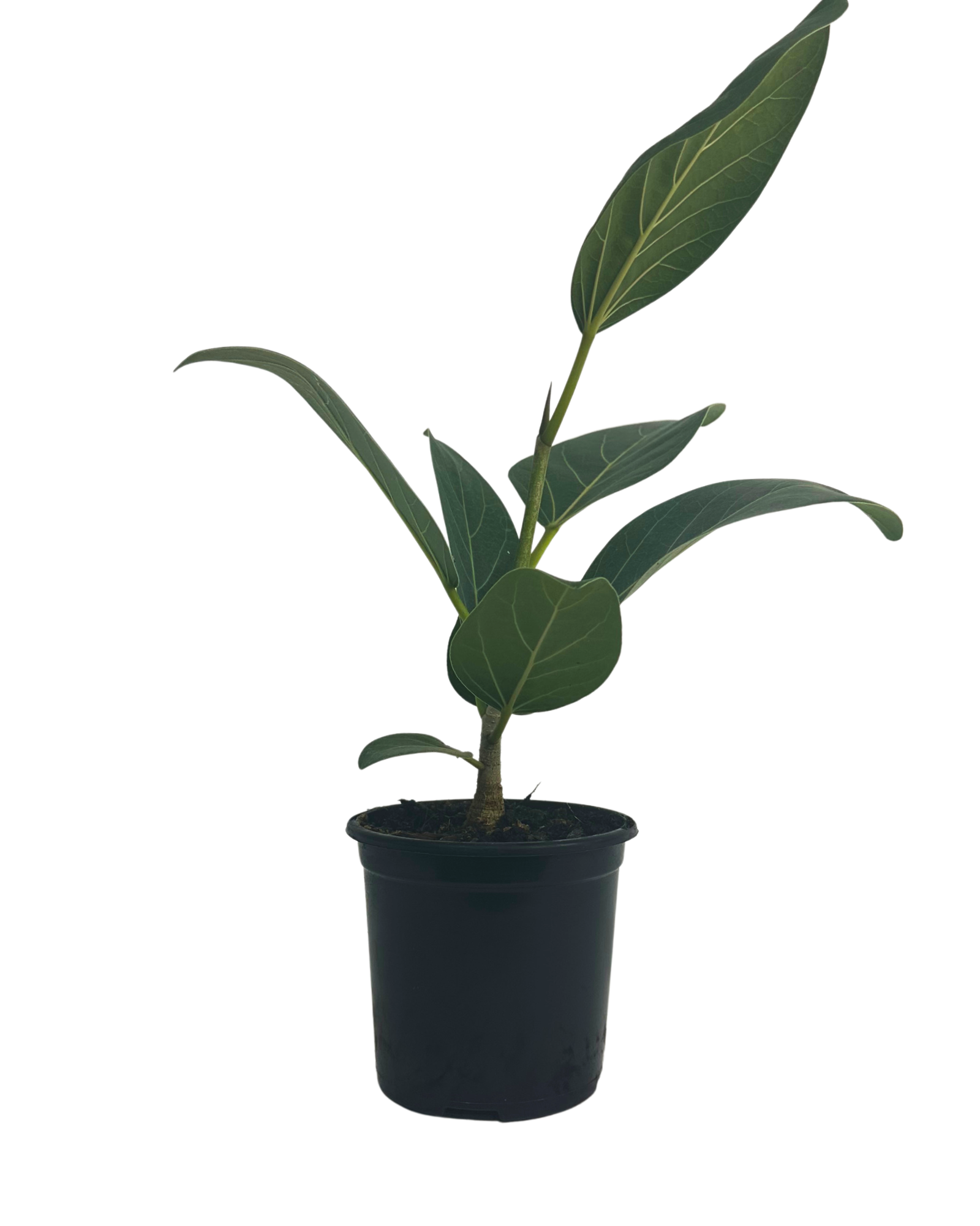 Ficus Audrey