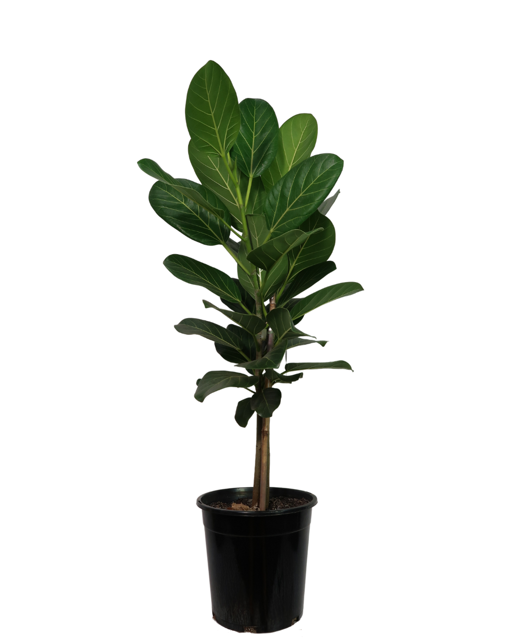 buy ficus audrey australia Ficus Audrey | Indoor Plant Perth