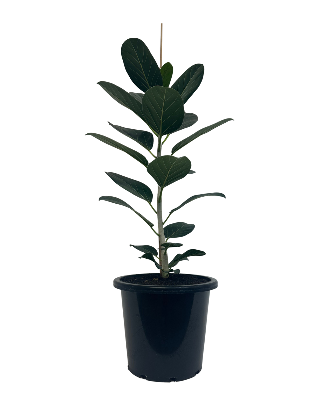 Ficus Audrey
