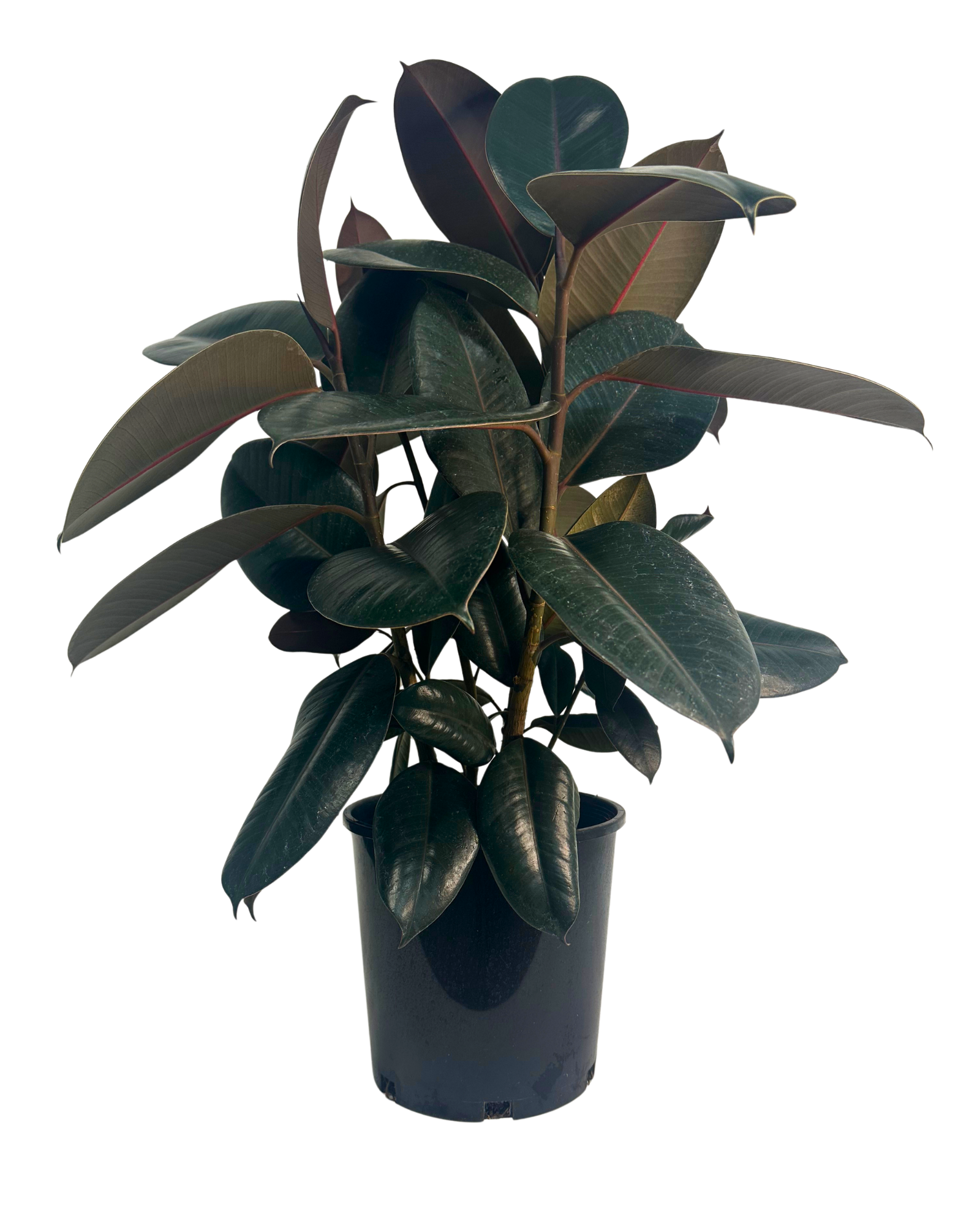 Ficus Elastica Burgundy
