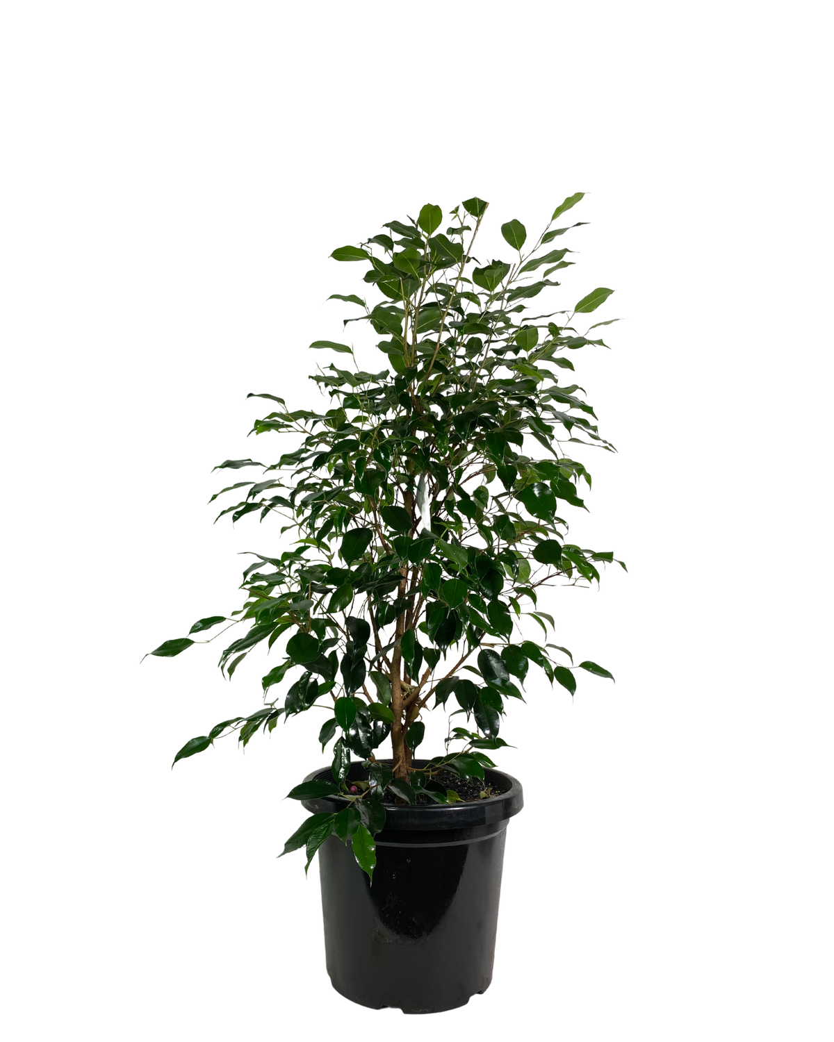 Ficus Midnight Petite