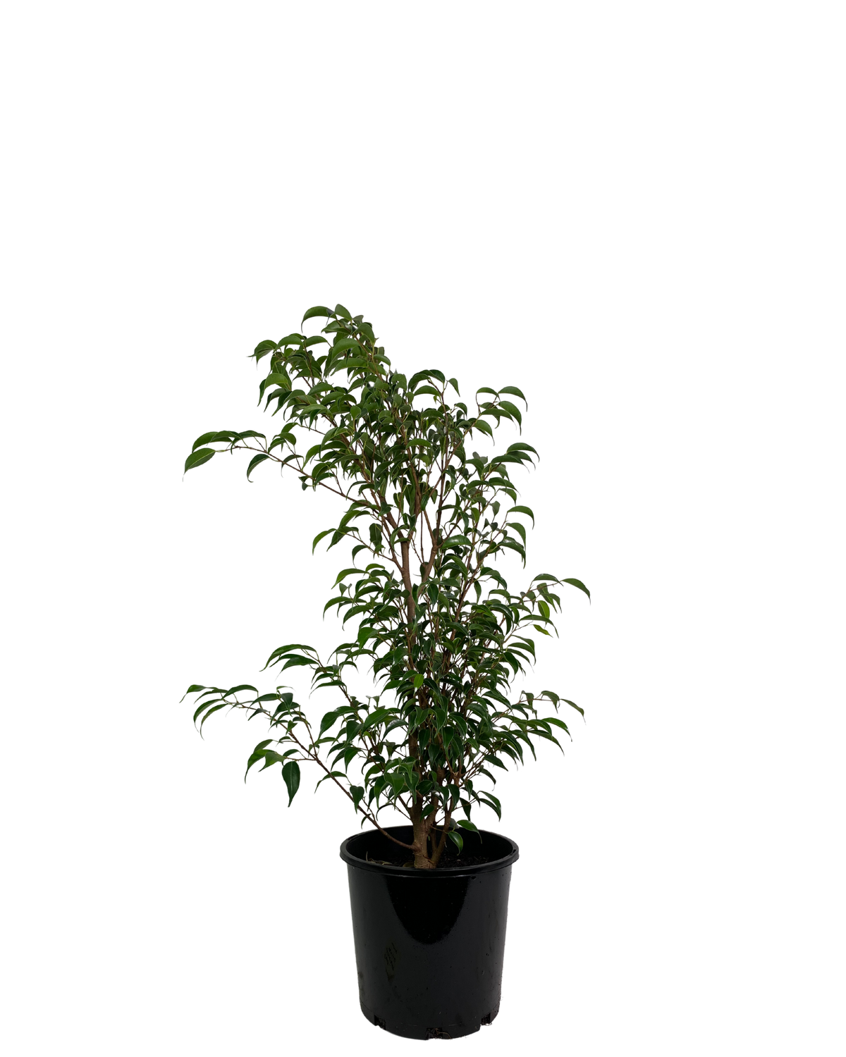 Ficus Midnight Petite