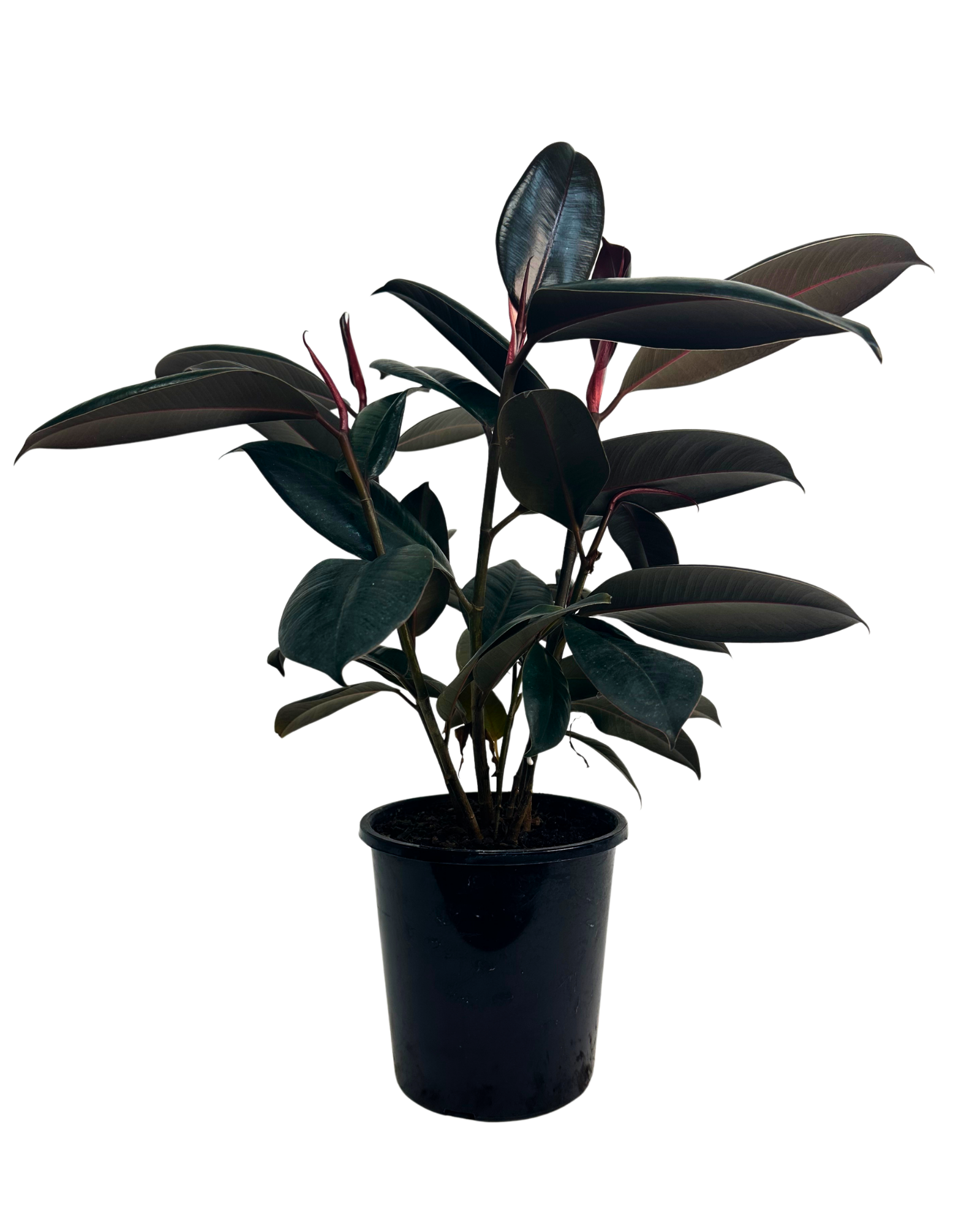 Ficus Ruby