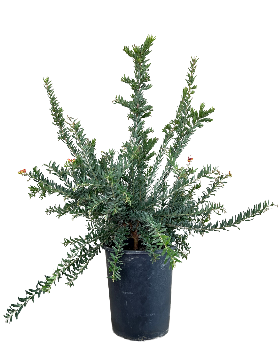 Grevillea Fireworks