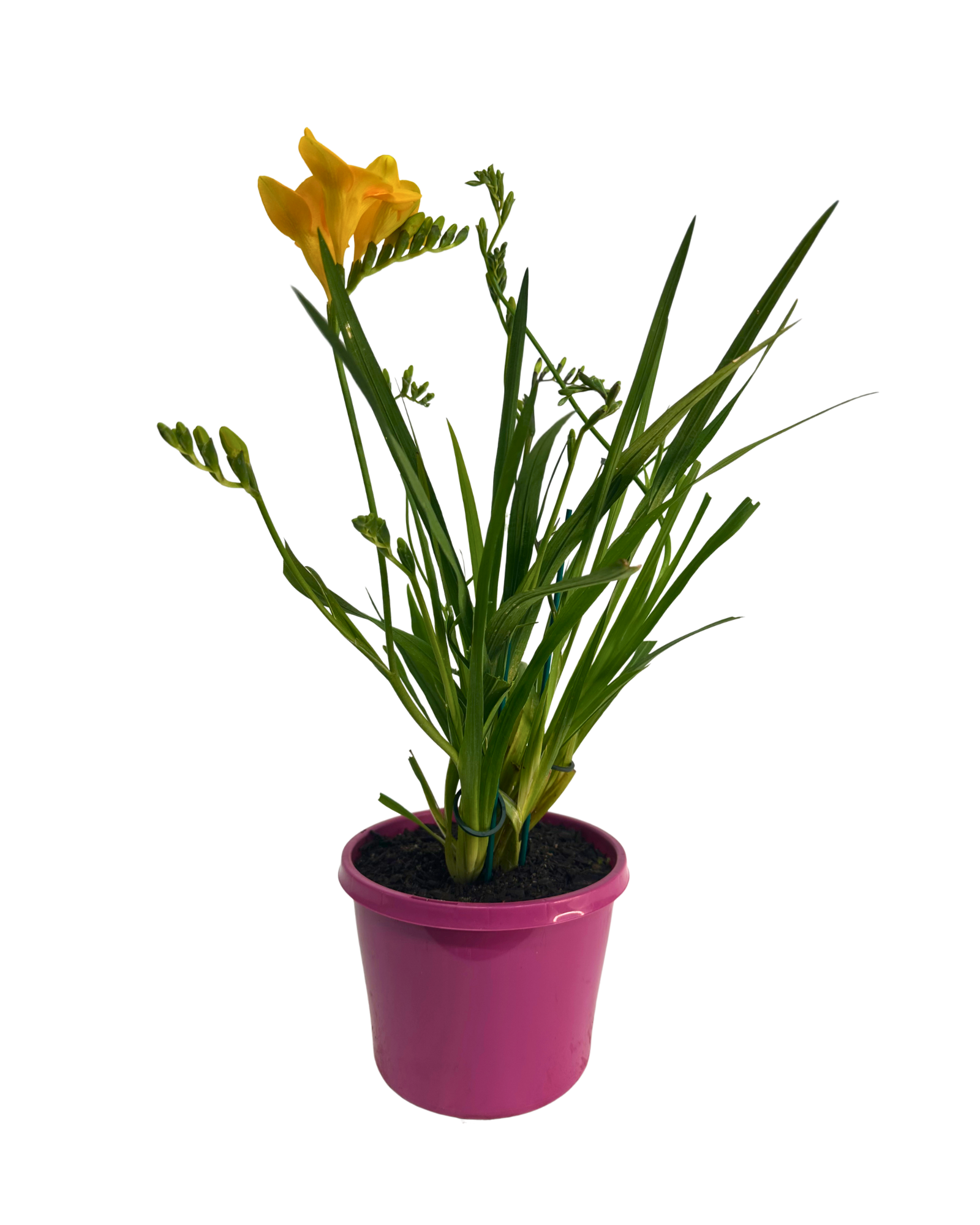 Freesia