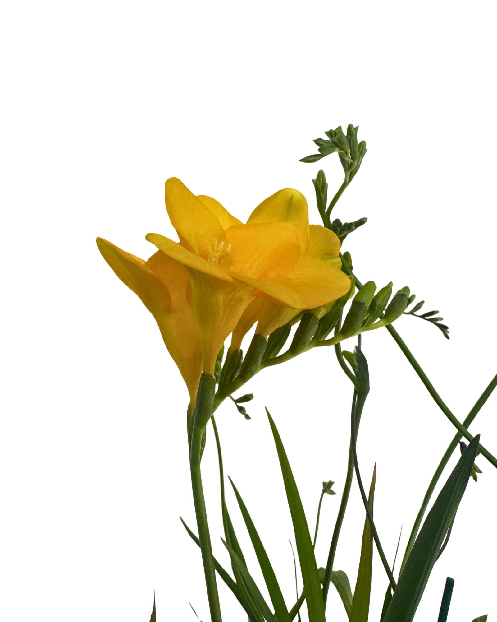 Freesia