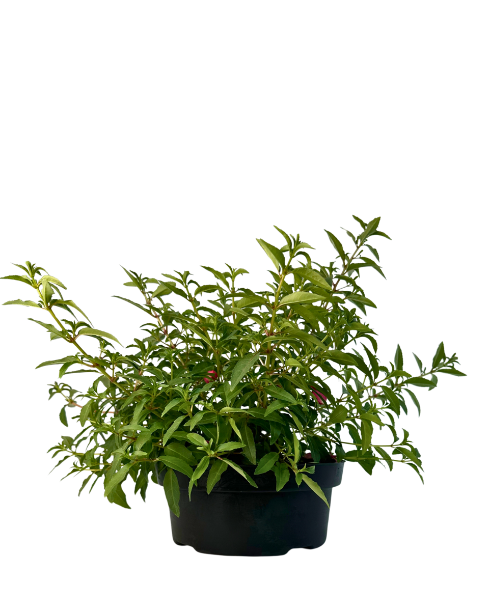 Fuchsia Electric Lights