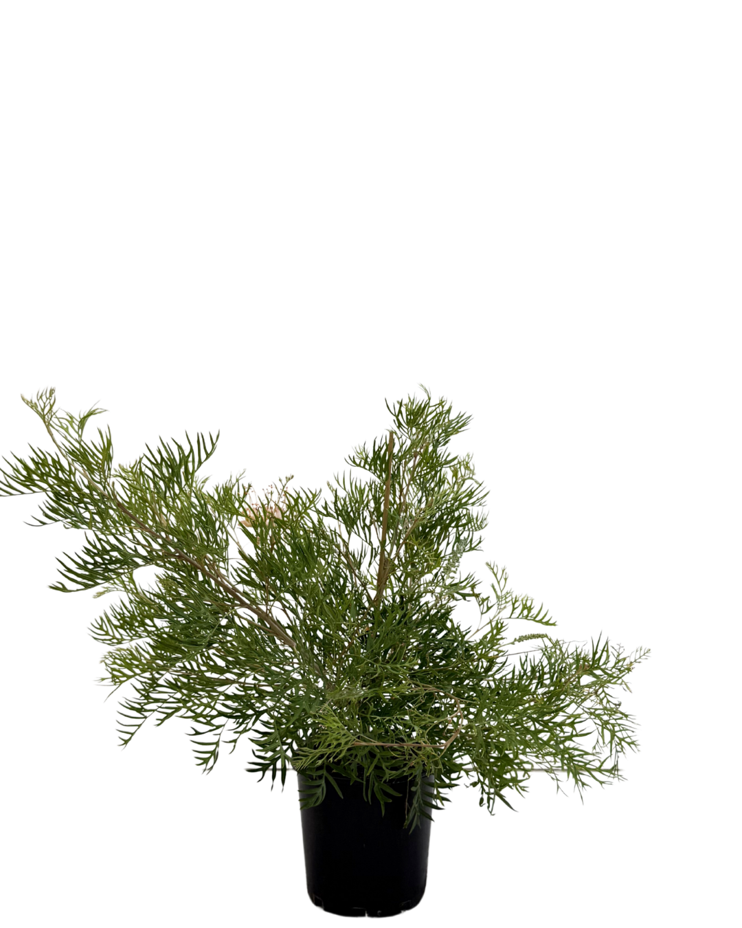 Grevillea Peaches And Cream