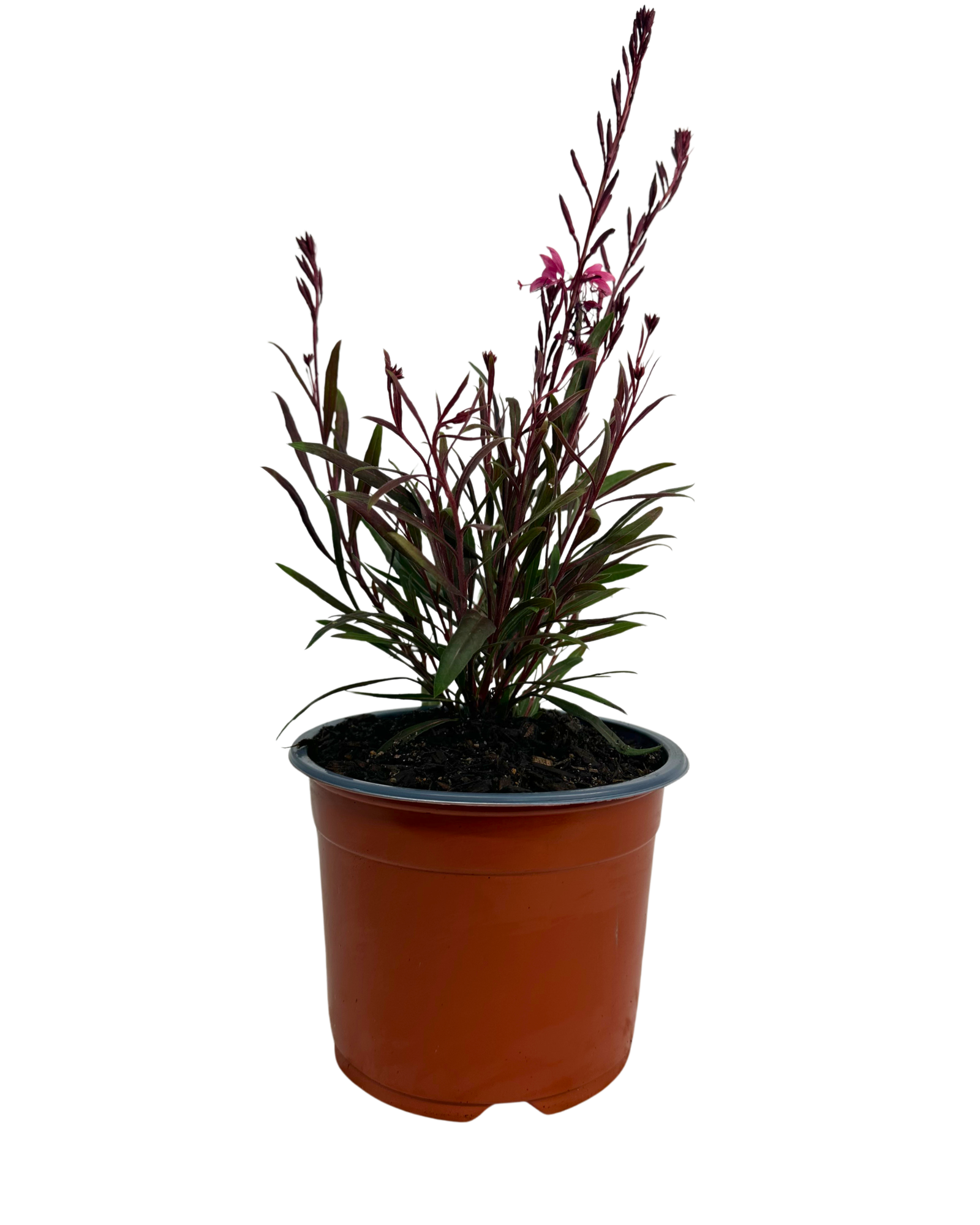 Gaura Belleza Comp Light Pink