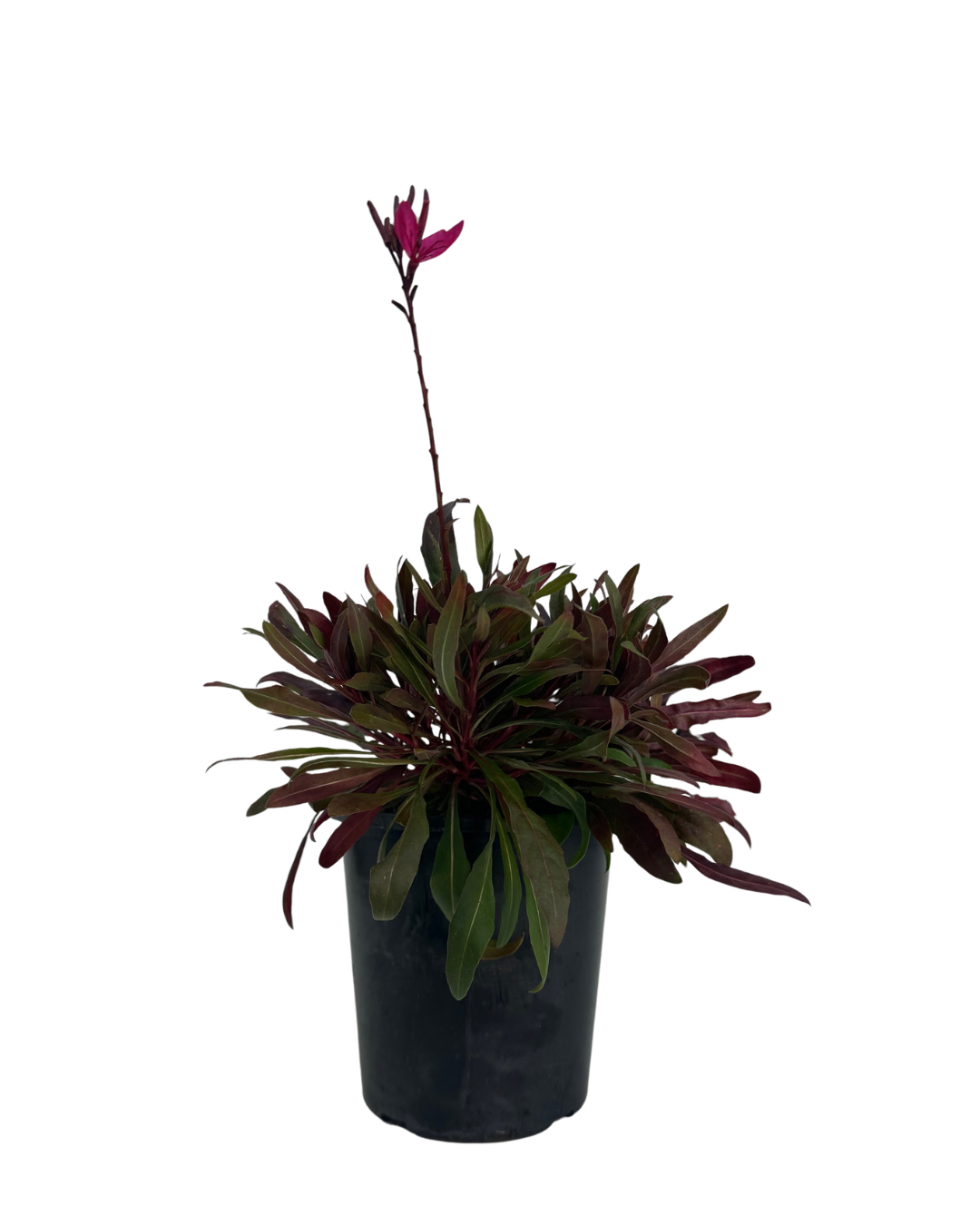 Gaura Belleza Dark Pink
