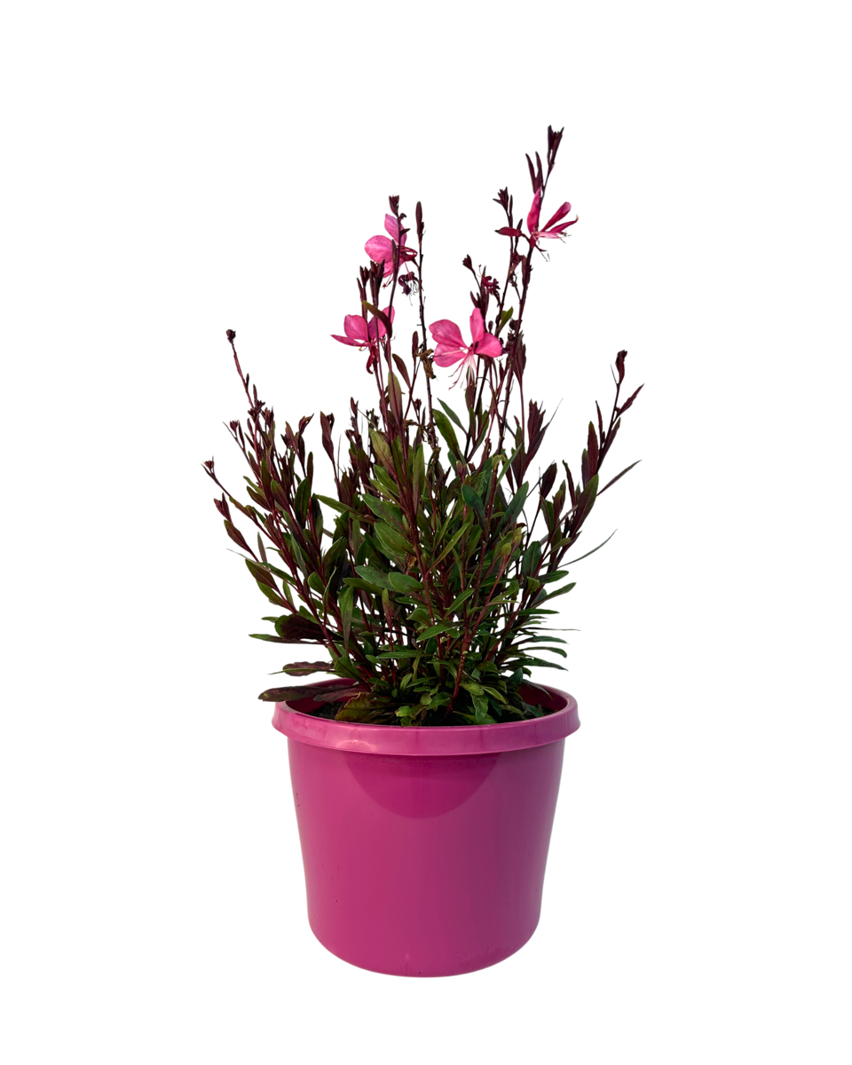 Gaura Belleza Pink