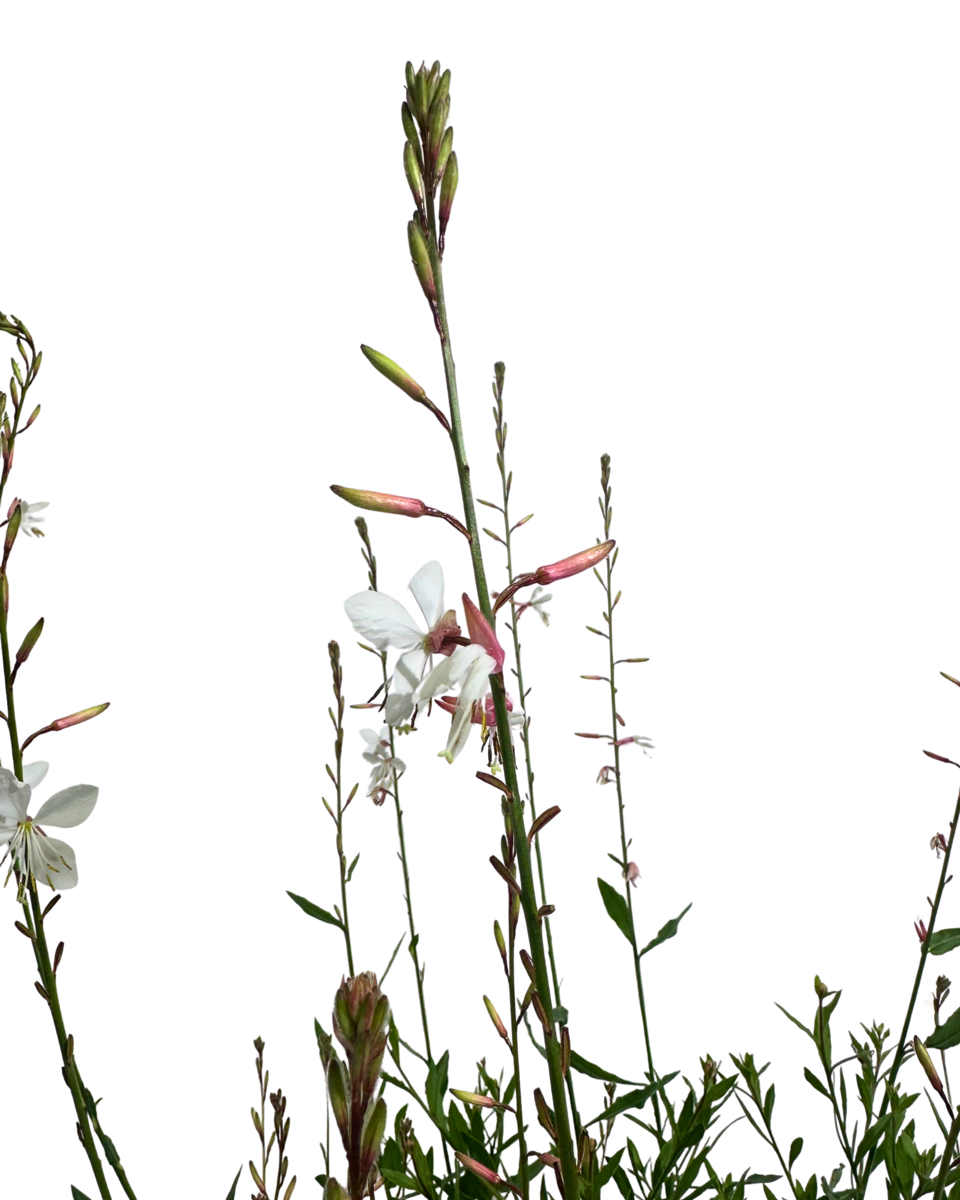 Gaura Belleza White