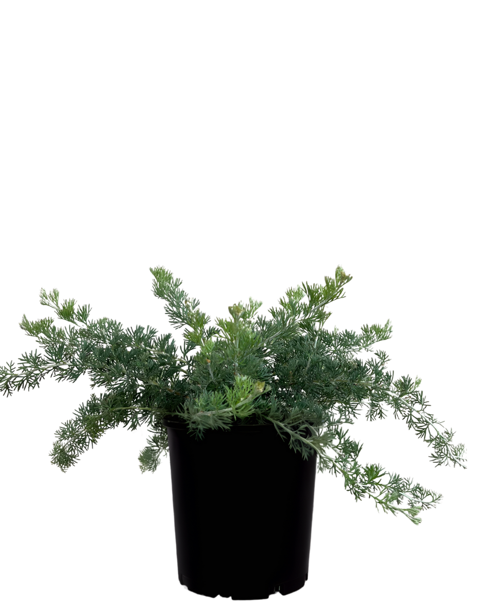 GlitDragon_37f80ef4-f330-4fa4-