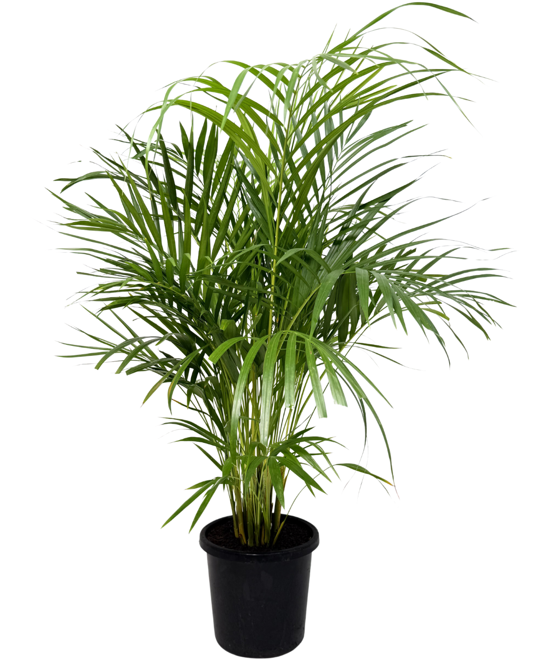 Golden Cane Palm - Dypsis Lutescens