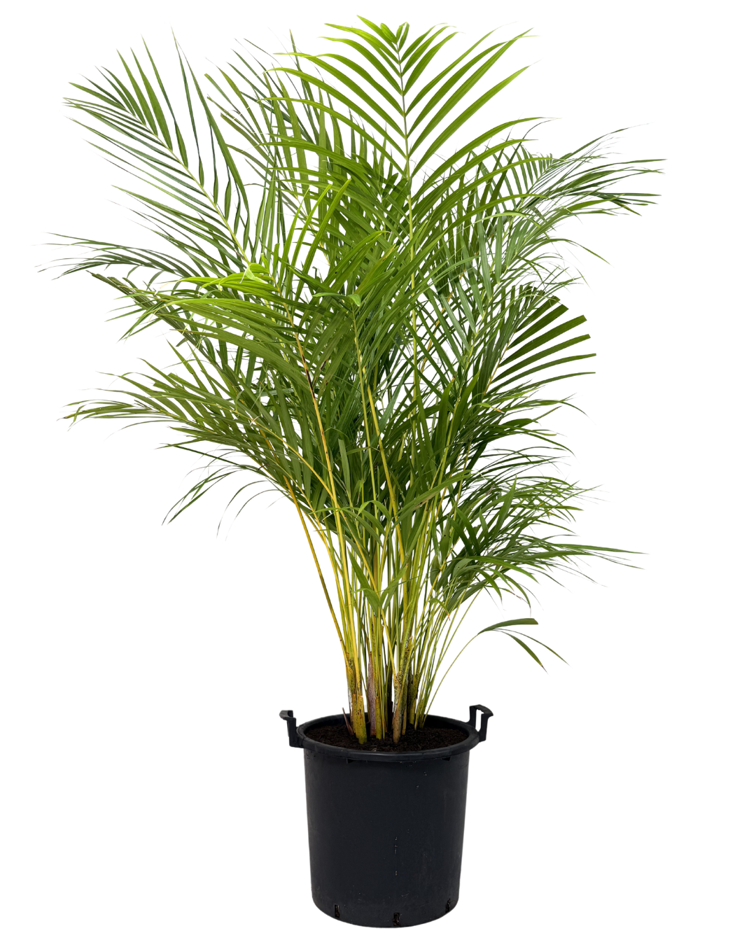 Golden Cane Palm - Dypsis Lutescens
