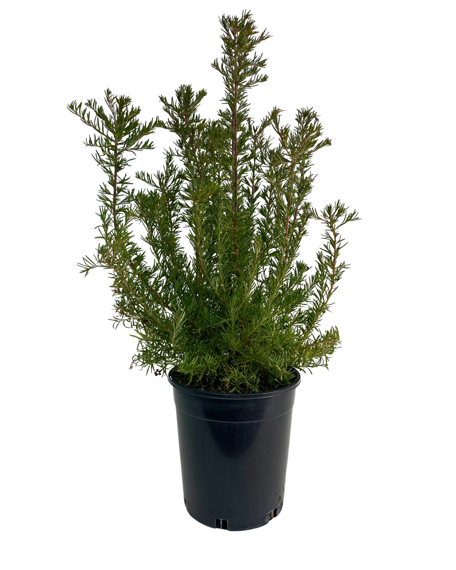 Grevillea Cherry Ripe