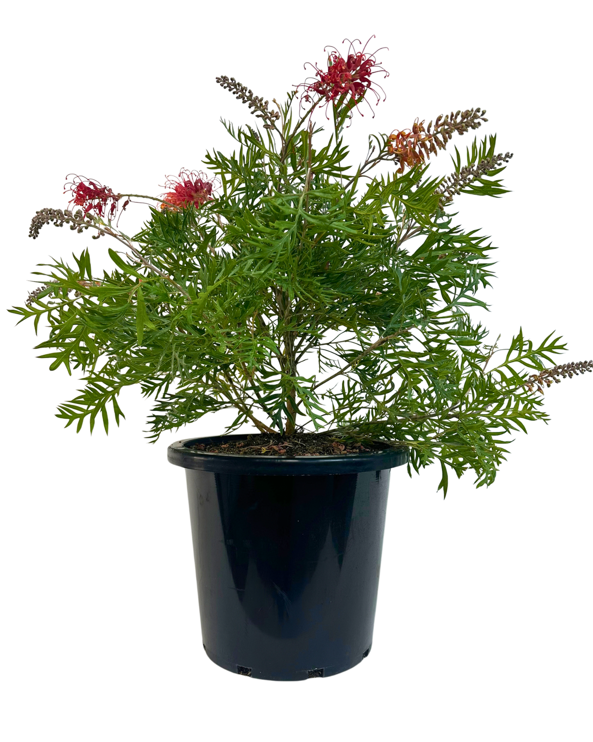 Grevillea Coconut Ice